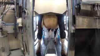 BouMatic Robotics – MR S1 Robot Milking Overview [upl. by Maddocks]