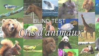 BLIND TEST  Cris danimaux [upl. by Lacym878]