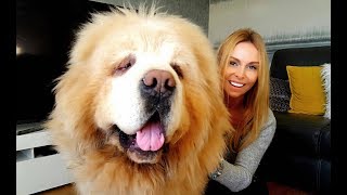 CHINESE TIBETAN MASTIFF  The Worlds Most Expensive Dog [upl. by Hawley938]