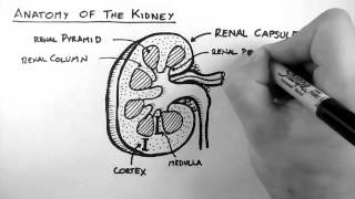 Renal Anatomy 1  Kidney [upl. by Odlamur830]