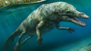 The Evolutionary History of Whales  Cetacean Evolution Part 1 [upl. by Kall279]