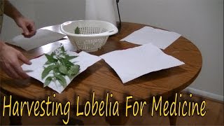 How to Harvest Lobelia [upl. by Llejk]