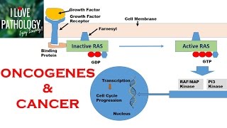 Tumor Suppressor Genes  p53 pten p21 pRB [upl. by Ednarb]