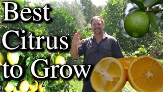 Top Five Citrus Fruit Trees To Grow in Your Backyard [upl. by Aiynat]