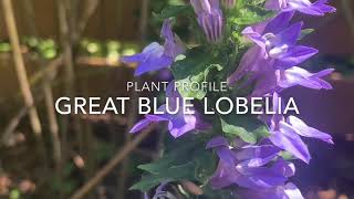 Great Blue Lobelia Plant Profile [upl. by Hamer]