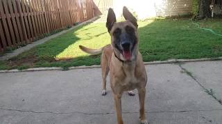 Before You Get A Belgian Malinois WATCH THIS [upl. by Yleek342]