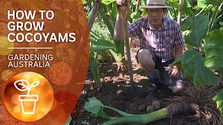 Cocoyams – grow propagate and harvest a warmclimate alternative to spuds  Gardening Australia [upl. by Anaiek170]