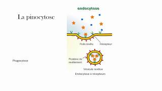 La pinocytose [upl. by Garlen]