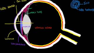 Gözün Yapısı Sinir Sistemi Fizyolojisi Psikoloji  Çevreyi Algılama [upl. by Nordgren]