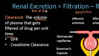 Renal Excretion of Drugs  Pharmacokinetics Lect 13 [upl. by Terraj]