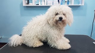 Grooming A Matted Bichon With Very Bad Ear Condition [upl. by Wager]