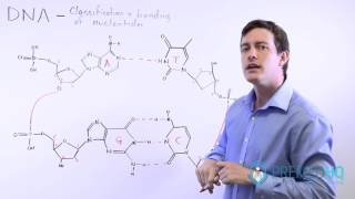 The 4 Nucleotide Bases Guanine Cytosine Adenine and Thymine  What Are Purines and Pyrimidines [upl. by Haliled]