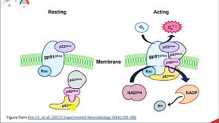 Reactive Oxygen Species [upl. by Aciretnahs]