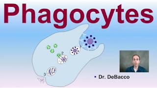 Phagocytes [upl. by Aleet416]