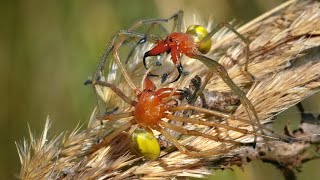 Venomous spiders fighting – Yellow sac spider Cheiracanthium punctorium [upl. by Aed]