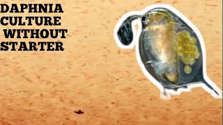 HOW TO CULTURE DAPHNIA NATURALLY WITHOUT A STARTER [upl. by Nnoryt]