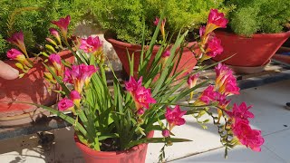 How to grow and care Freesia flowers  How to grow freesia bulbs [upl. by Tsui519]