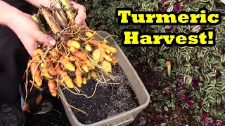 How to Harvest Turmeric from Containers [upl. by Askwith]