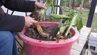 Preparing Turmeric for Winter in a Cold Climate [upl. by Mary]