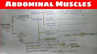 Abdominal Muscles  Part 2  Anterior Abdominal Wall Anatomy  Chart  TCML [upl. by Hekker]