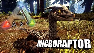 Taming A Microraptor  Ark Survival Evolved  The Island [upl. by Gard]