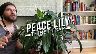 Peace Lily Thirst Trap or How To Water a Peace Lily [upl. by Yennek]