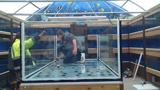 Building a monster aquarium 700gal Unedited [upl. by Neenaej]