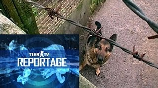 Reportage Hundequäler [upl. by Beryl712]