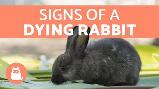 5 Signs Your Rabbit is Dying [upl. by Aelsel]