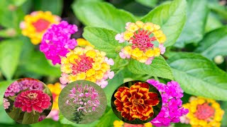 10 Best Annual Flowers That Can Tolerate Full Sun  Gardening Tips [upl. by Nerac]