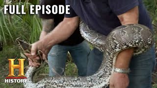 Catching Monster Snakes in Florida  Swamp People Serpent Invasion S1 E2  Full Ep  History [upl. by Aleirbag743]