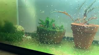 Daphnia Culturing Snails or no snails [upl. by Aidile]