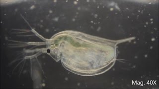 Daphnia magna under the Microscope [upl. by Swords]