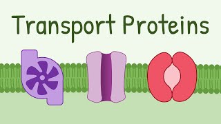 Transport Proteins Pumps Channels Carriers [upl. by Lienhard]