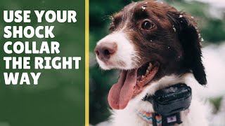 5 Tips ECollar Dog Training for Beginners [upl. by Acsirp]