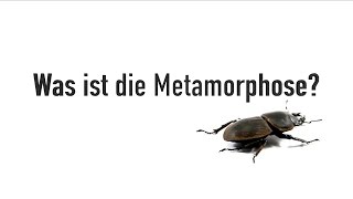 Was ist die Metamorphose 🐛 🦋 [upl. by Nerine]