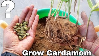 How to grow Cardamom How to grow Cardamom plant [upl. by Assirahc]