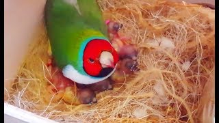 Gouldian finches Breeding  Best Collective Video 2  Birds Likers [upl. by Siravat]