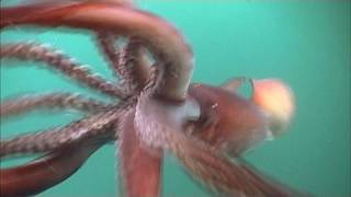 The Fierce Humboldt Squid  KQED QUEST [upl. by Shien]