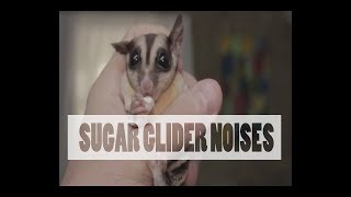 Sugar Glider Noises  PART ONE [upl. by Assej430]