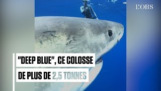 Voici le plus grand requin blanc jamais filmé [upl. by Maharba]