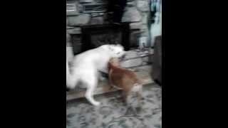 great pyrenees vs pitbull pyr strikes back [upl. by Adnalra]