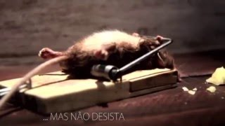 Motivação  Aprenda Resiliência com o Ratinho  engraçado [upl. by Ramad]