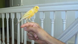 Canary singing on my hand [upl. by Monreal991]