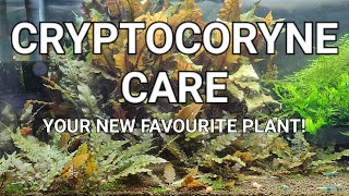 Cryptocoryne Care Guide  Crypt Melt Planting Trimming And Propagating Your Crypts [upl. by Saenihp]