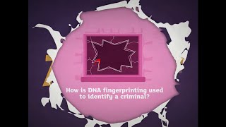 KS3 Activate 3 Kerboodle Explaining DNA fingerprinting [upl. by Siver263]