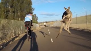 Kangaroo Launches Itself at Cyclist  When Kangaroos Attack [upl. by Henricks248]