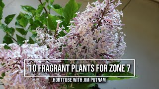 10 Fragrant Plants For Zone 7 [upl. by Irbua]