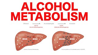 Alcohol Metabolism [upl. by Ahidam]