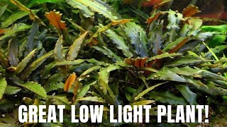 Plant Species Spotlight  Cryptocoryne Wendtii  Great Low Light Plant [upl. by Dacy]